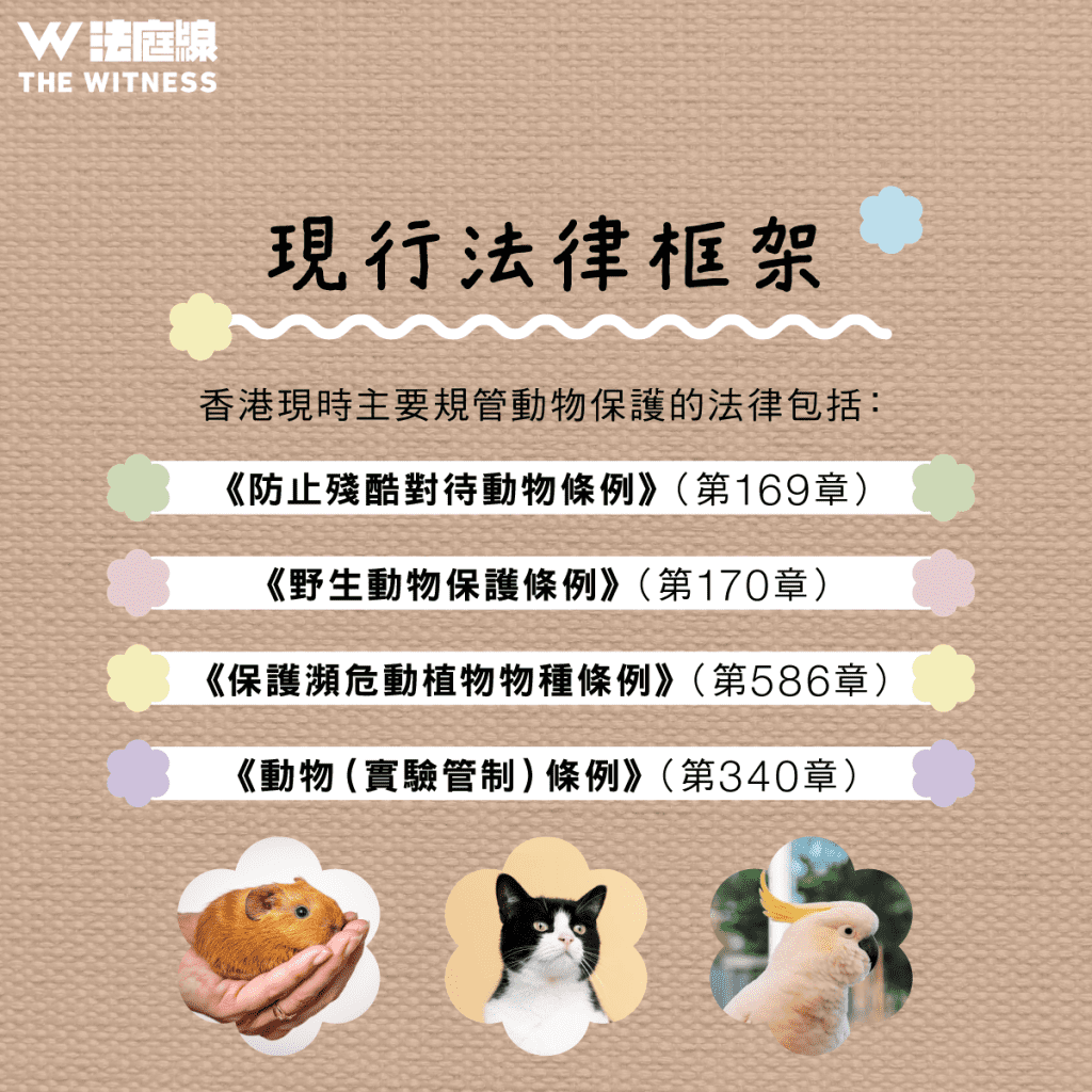 法律101|香港動物保護法制懶人包