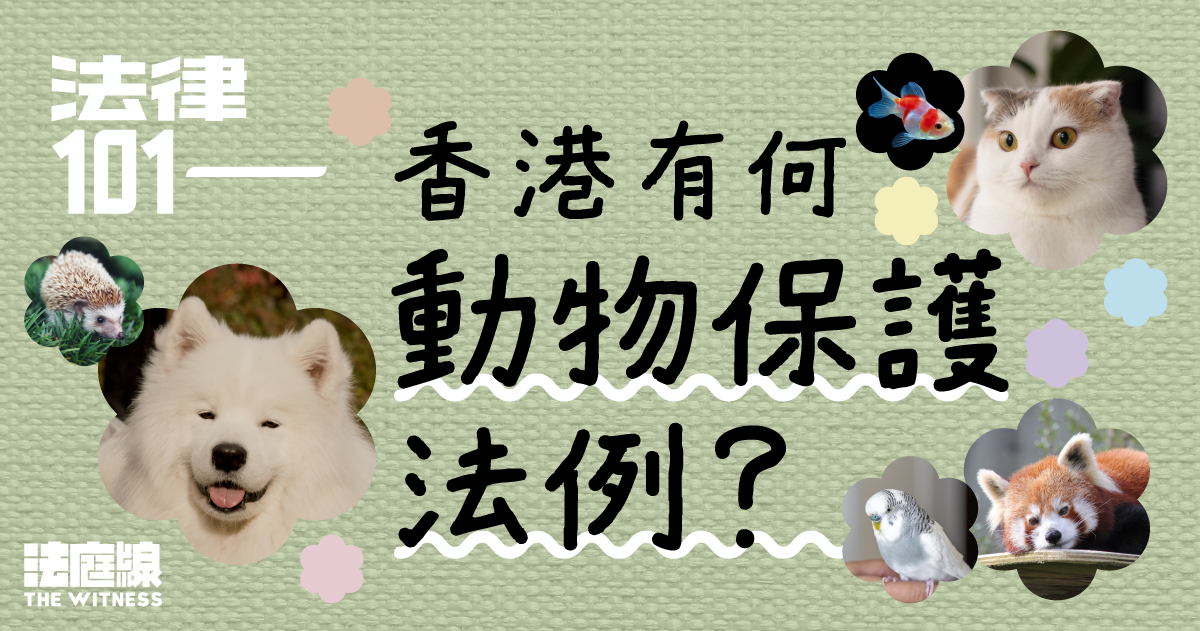 法律101｜香港動物保護法制懶人包