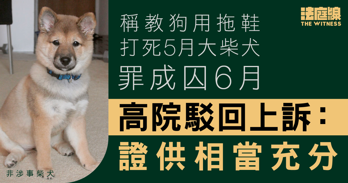 男子用拖鞋打死5月大柴犬判囚6月　高院駁回上訴指證據充分